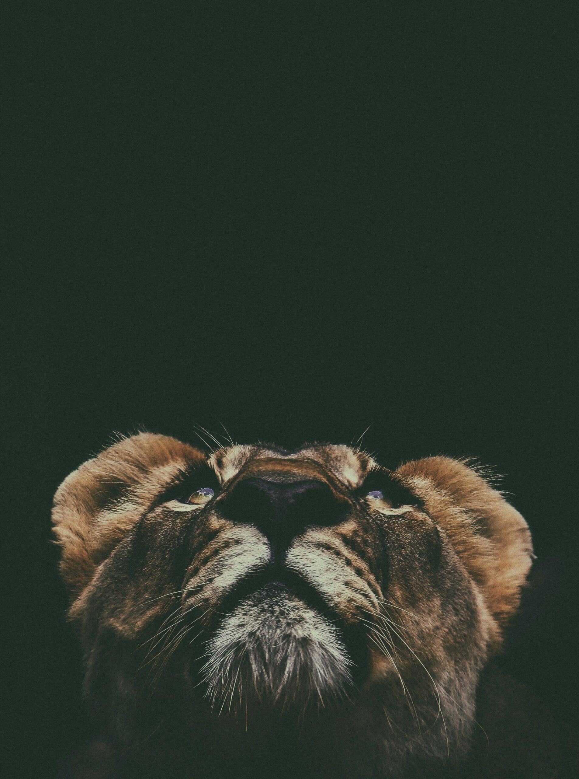 prince david MMKAbQPIXg8 unsplash scaled